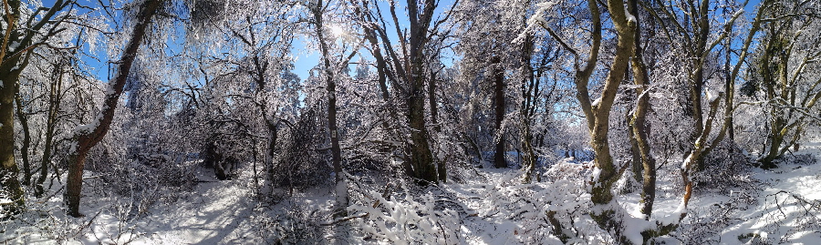 Winterlandschaft im Taunus im Februar 2021: Gipfel des Altknig