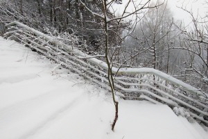 Aus der Zugangstreppe wachsender Baum, schneebedeckte Stufen