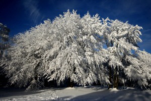 Eiskristalle auf auf den Bäumen des windumtosten Gipfels (Altkönig, Taunus)