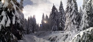 Winterfreuden:Wanderweg am Kleinen Feldberg (Taunus)