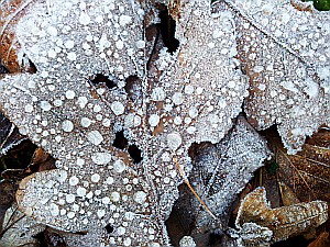 Winterlaub; Eiskristalle